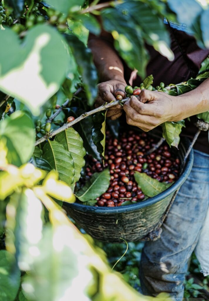 coffee beans Latin America