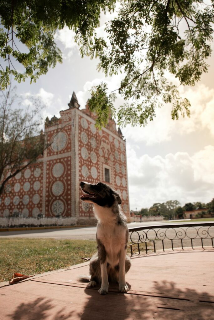 church with a dog Rooots Latin America